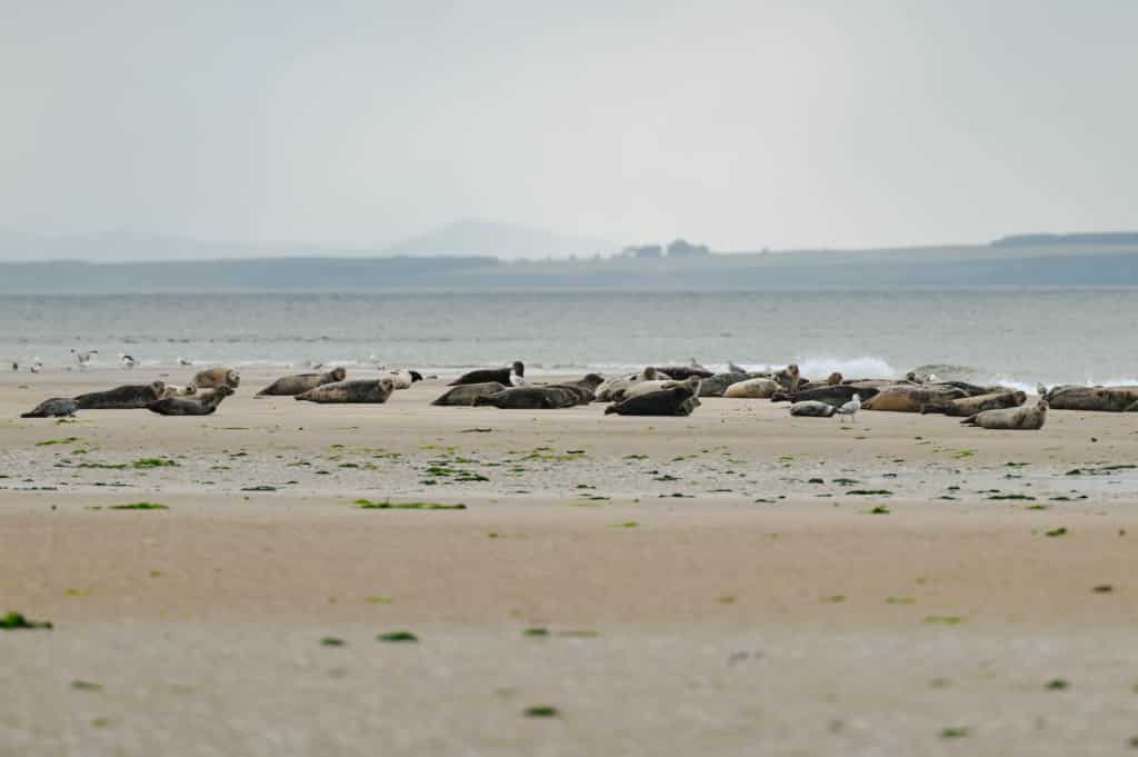 Tag 13: Dolphin Spirit, Inverness, Cullodden, Findhorn Bay - findhorn beach 24 - 23